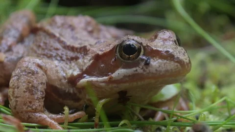 Frog on the ground in the grass Stock Footage 111250230