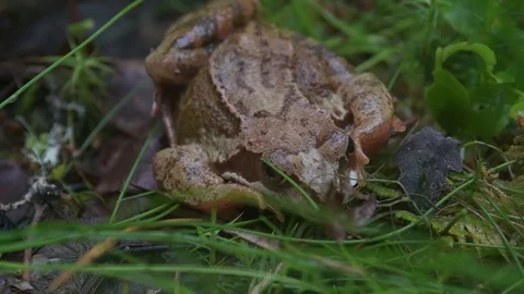 Frog on the ground in the grass. Slow motion Stock Footage 111250705