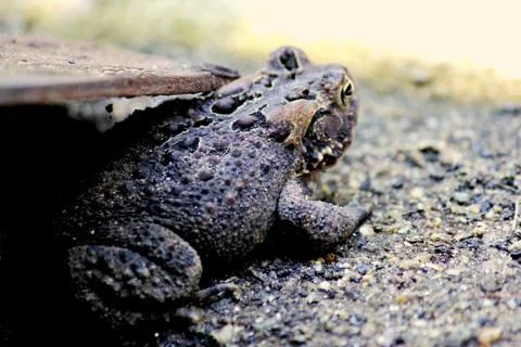 Frog on the ground 写真素材