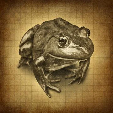 Frog grunge Stock Illustration
