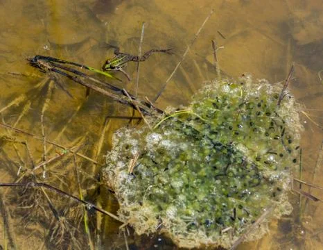 Frog guarding nest Stock Photos
