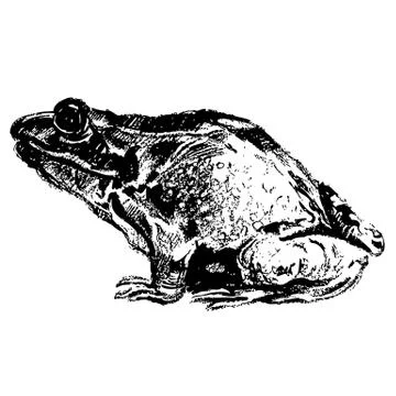 Frog hand drawn Stock Illustration