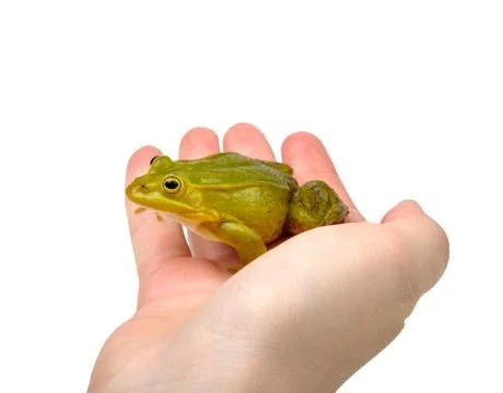 Frog on hand Stock Photos