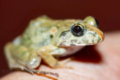 Frog in hand Stock Photos