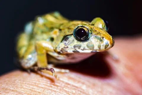 Frog in hand Stock Photos