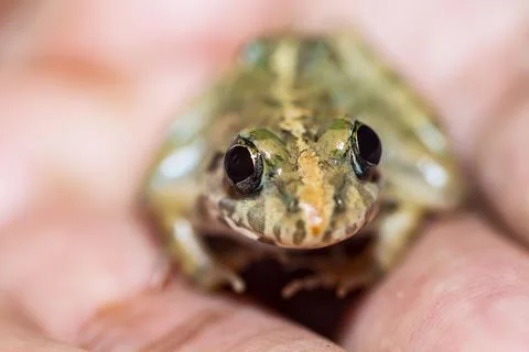 Frog in hand Stock Photos