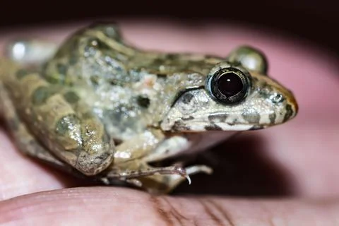 Frog in hand Stock Photos