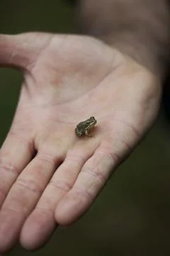 Frog in a hand Stock Photos