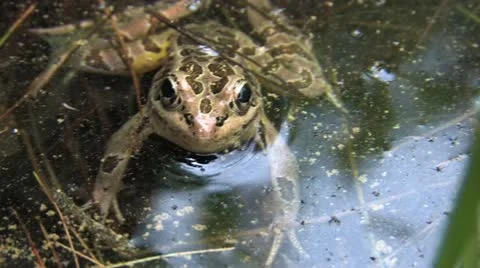 Frog handheld Stock Footage 11222077