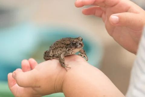 Frog in the hands of a young child, toad Stock Photos