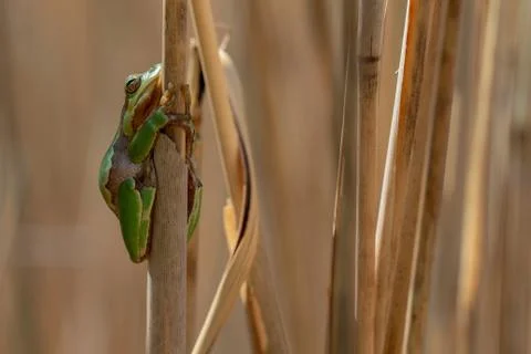 Frog hanging around Stock Photos