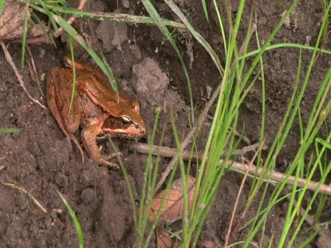 Frog hanging out on mud 스톡 동영상 620224