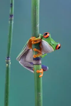 Frog hanging on a plant and tree branch Stock Photos