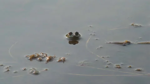 A frog that has floated to the surface of the water is rocked by small waves at Stock Footage 302081821