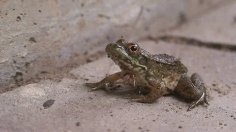 Frog - HD Vídeos de archivo 157090