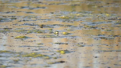 Frog head emerging from mossy still pond water - Water Texture and Green Algae Stock Footage 339395354