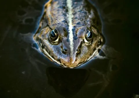 Frog head Stock Photos