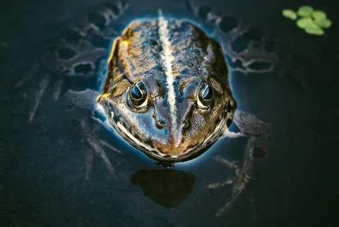 Frog head Stock Photos