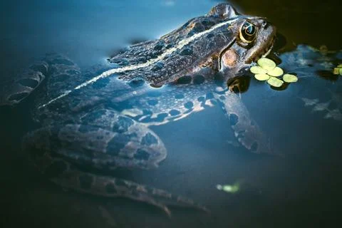 Frog head Stock Photos