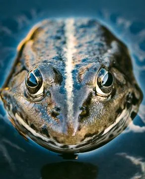Frog head Stock Photos
