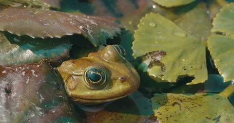 Frog Head up  Water Vegetation Stock Footage 161906958