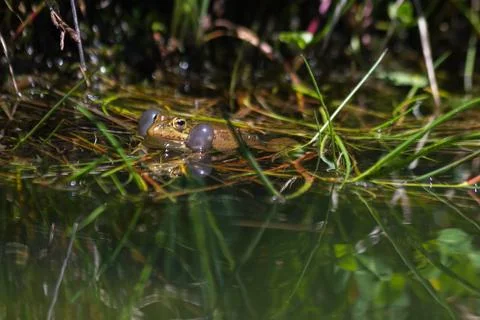 Frog in heat - Stock-Fotos