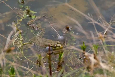 Frog in heat,oestrum Stock Photos