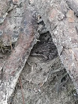 Frog hid between tree roots Stock Photos