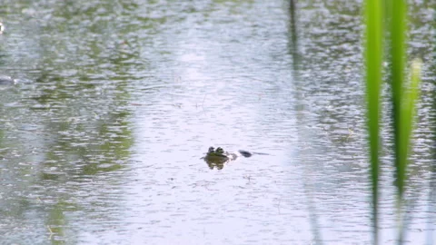 The frog hid Stock Footage 90482522