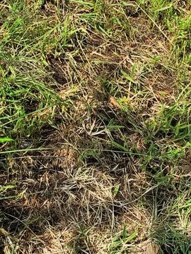 Frog hidden in the field with grass Stock Photos