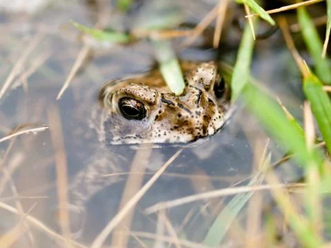 Frog hide in water Stock Photos