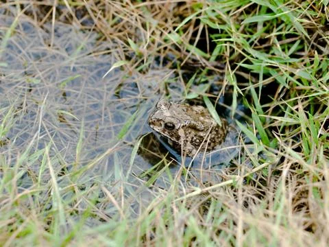 Frog hide in water Stock Photos