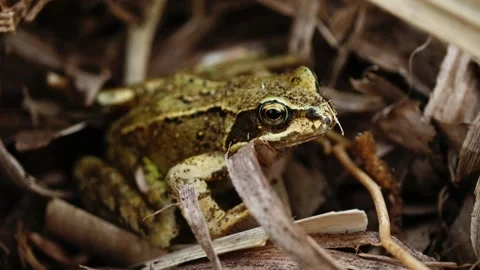 Frog hides in grass England Stock Footage 316818899