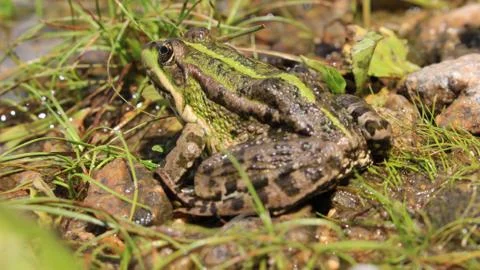 A frog hides in the grass Stock-Fotos