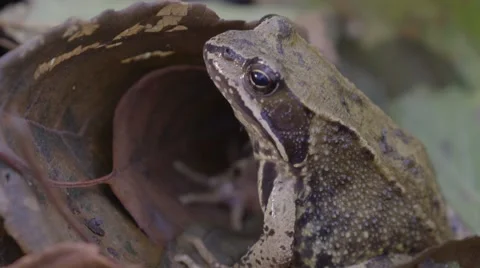 FROG HIDING BEHIND THE LEAF Stock Footage 68859260