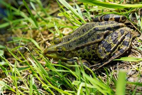 Frog hiding in the grass Stock Photos