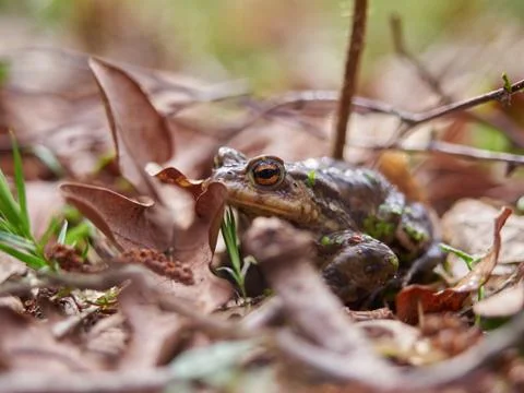 Frog hiding in the leaves Stock Photos
