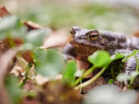 Frog hiding in the leaves Stock Photos