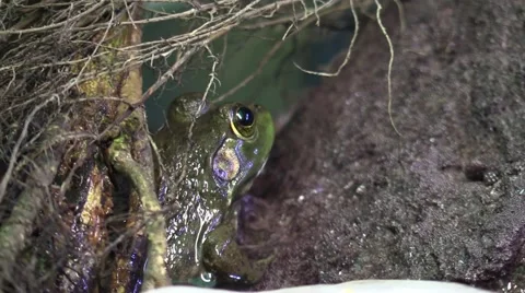 Frog hiding in tree roots Stock Footage 67522278
