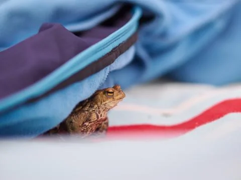 Frog hiding under a jacket Stock Photos