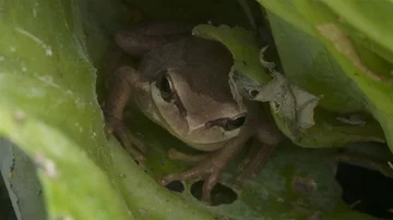 Frog at home in cabbage plant Stock Footage 85693444