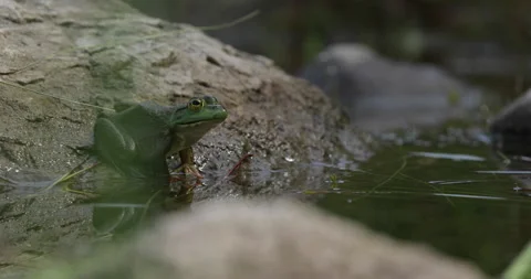 A frog hops off of a rock into a pond. Stock Footage 148062948