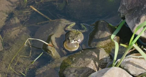 Frog with inflated neck Stock Footage 302832431