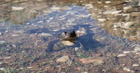 Frog inside of the lake. Quiet frog in the sun on crystal clear water. Animals. Stock Footage 198854093