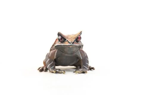 Frog on isolated background Stock Photos