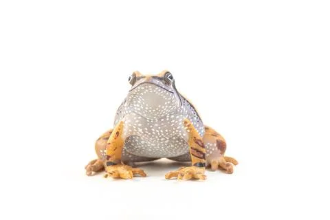 Frog on isolated background Stock Photos