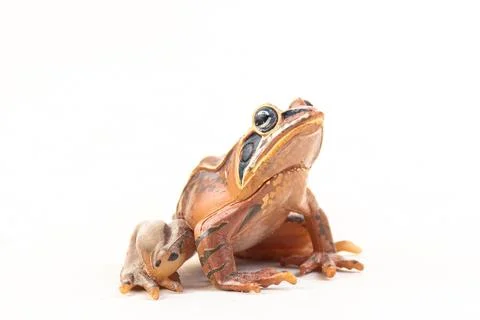 Frog on isolated background Foto stock
