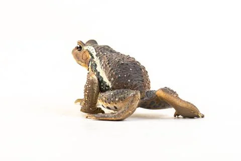 Frog on isolated background Foto stock