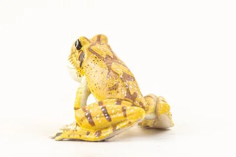 Frog on isolated background Stock Photos