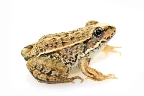 Frog isolated on a white background, and close-up pictures Stockfoto's